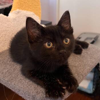 Lampson -  Domestic Short Hair Cat for Adoption in Santa Ana, California - Lampson | PetCurious