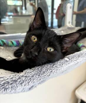 Posy -  Domestic Short Hair Cat for Adoption in Elmsford, New York - Posy | PetCurious