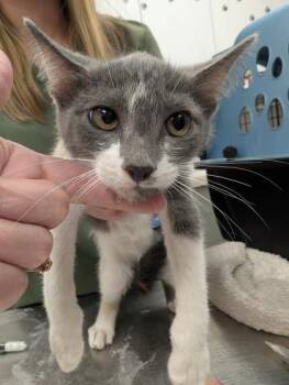 Domestic Short Hair Cats Available for Adoption - Sydney | PetCurious