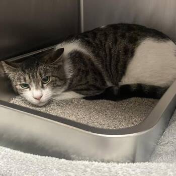 Domestic Short Hair Cats Available for Adoption in Redwood City, California - Igor | PetCurious