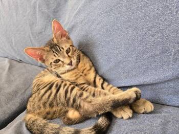 Rescue Domestic Short Hair Cats for Adoption in Jacksonville, Florida - Sully =^.^= | PetCurious