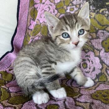Domestic Short Hair Cats Available for Adoption in Tucson, Arizona - Izzy | PetCurious