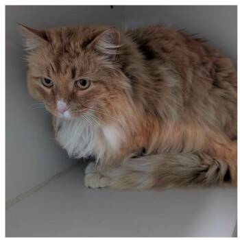 Domestic Long Hair Cats Available for Adoption in Jefferson City, Tennessee - Simba | PetCurious