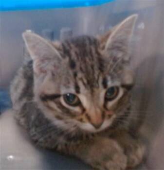A475511 -  Domestic Short Hair Cat for Adoption in Oklahoma City, Oklahoma - A475511 | PetCurious