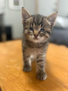 Vine -  Domestic Short Hair Cat for Adoption in Topeka, Kansas - Vine | PetCurious