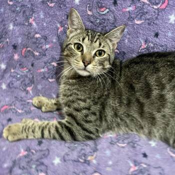 Rain -  Domestic Short Hair Cat for Adoption - Rain | PetCurious