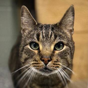 Domestic Short Hair Cats Available for Adoption - Blue | PetCurious