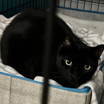 Licorice -  Domestic Short Hair Cat for Adoption - Licorice | PetCurious