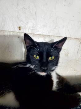 Domestic Short Hair Cats Available for Adoption in Manhattan, Kansas - Jack | PetCurious