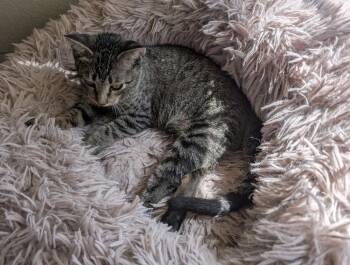Gabby 7747 -  Domestic Short Hair Cat for Adoption in Dallas, Texas - Gabby 7747 | PetCurious