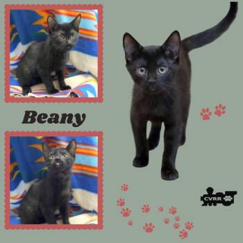 Beany (Kitten) -  Domestic Short Hair Cat for Adoption in Lindsay, California - Beany (Kitten) | PetCurious