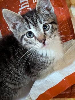 Domestic Short Hair Cats Available for Adoption in Morristown, New Jersey - Daisy Duck | PetCurious