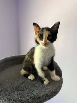 CALLIE -  Domestic Short Hair Cat for Adoption in Albuquerque, New Mexico - CALLIE | PetCurious