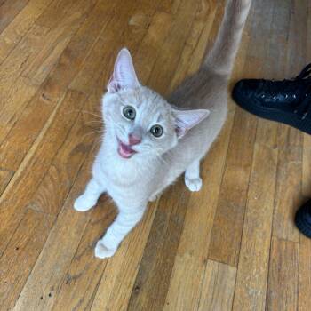Sam -  Domestic Short Hair Cat for Adoption in Stokesdale, North Carolina - Sam | PetCurious