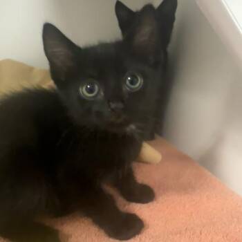 Domestic Short Hair Cats Available for Adoption in Walnut Creek, California - Deku | PetCurious
