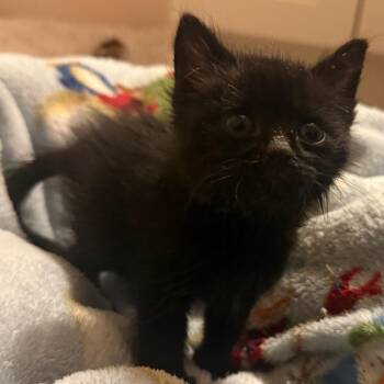 Bumble -  Domestic Short Hair Cat for Adoption in Cedaredge, Colorado - Bumble | PetCurious