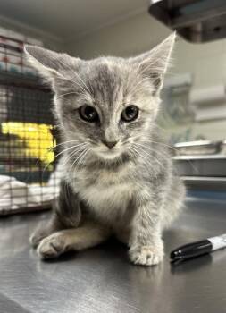 Rescue Domestic Short Hair Cats for Adoption in Columbia, South Carolina - LIZA | PetCurious
