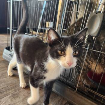 Rescue Domestic Short Hair Cats for Adoption in Oak Grove, Minnesota - Oliver | PetCurious