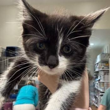 Domestic Short Hair Cats Available for Adoption in Cumming, Georgia - Neve | PetCurious