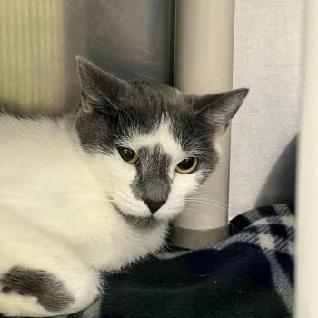 Zendaya -  Domestic Short Hair Cat for Adoption in Springfield, Illinois - Zendaya | PetCurious