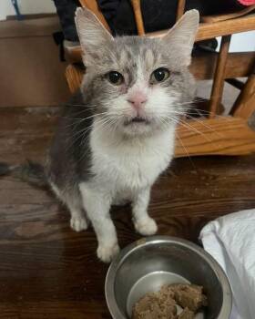 Jeff -  Domestic Short Hair Cat for Adoption in Wheaton, Illinois - Jeff | PetCurious