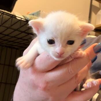 Squirt -  American Shorthair Cat for Adoption in Greenfield, Indiana - Squirt | PetCurious