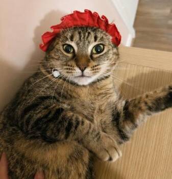 Tiki READY -  Tabby and Domestic Short Hair Cat for Adoption in Liverpool, Texas - Tiki READY | PetCurious