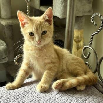 BuffPuff -  Domestic Short Hair Cat for Adoption in Potomac, Maryland - BuffPuff | PetCurious