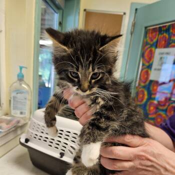 Gill -  Domestic Short Hair Cat for Adoption in Port Townsend, Washington - Gill | PetCurious