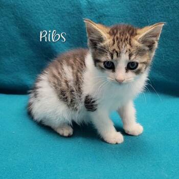 Ribs -  Domestic Short Hair Cat for Adoption in Parkersburg, West Virginia - Ribs | PetCurious