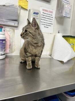 Logal -  Domestic Short Hair Cat for Adoption in Simcoe, Ontario - Logal | PetCurious