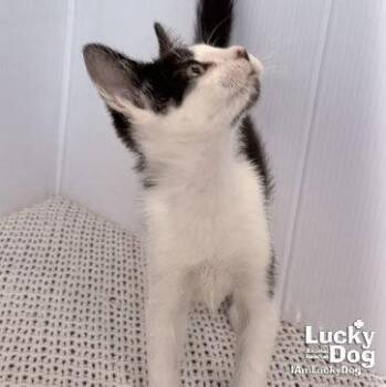 Domestic Short Hair Cats Available for Adoption in Washington, District Of Columbia - Nolan | PetCurious