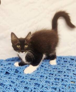 Jazz -  Domestic Medium Hair Cat for Adoption in Social Circle, Georgia - Jazz | PetCurious