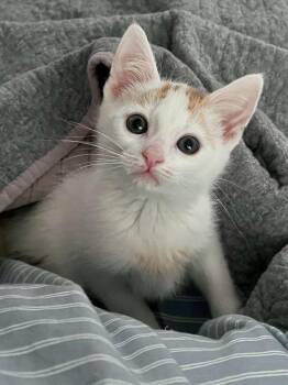 Boogie (bonded with Scoot) -  Domestic Short Hair Cat for Adoption in Sandy Springs, Georgia - Boogie (bonded With Scoot) | PetCurious