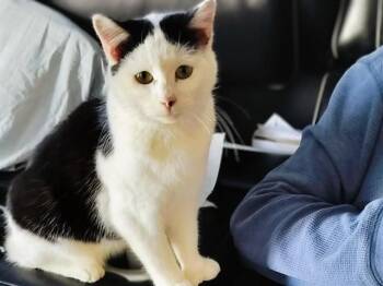 Domestic Short Hair Cats Available for Adoption in Ames, Iowa - OLAF | PetCurious