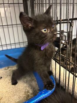 Grumpy -  Domestic Short Hair Cat Available for Adoption in Algona, Iowa - Grumpy | PetCurious