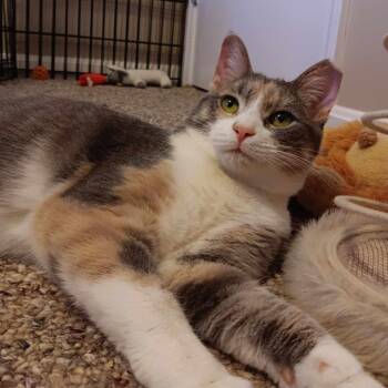 Domestic Short Hair Cats Available for Adoption in Vine Grove, Kentucky - Hannah | PetCurious