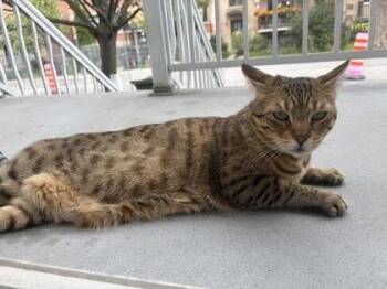 Agate -  Bengal and Domestic Short Hair Cat for Adoption in Montreal, Quebec - Agate | PetCurious