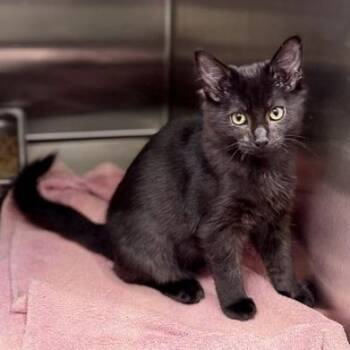 Titus -  Domestic Short Hair Cat for Adoption in New Fairfield, Connecticut - Titus | PetCurious