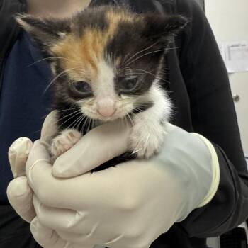 Nebula -  Domestic Medium Hair Cat for Adoption in Charleston, West Virginia - Nebula | PetCurious