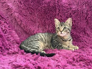 JESSIE - SWEET BOTTLE BABY LOVERGIRL LOOKING FOR A SPECIAL HOME -  Domestic Short Hair Cat for Adoption in Plano, Texas - JESSIE - SWEET BOTTLE BABY LOVERGIRL LOOKING FOR A SPECIAL HOME | PetCurious