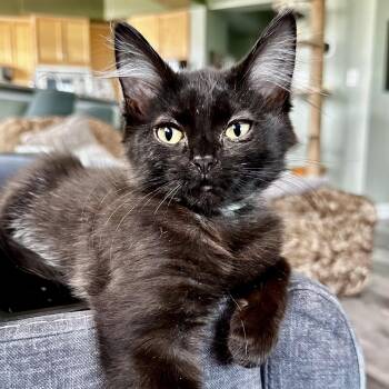Mashed Potato -  Domestic Medium Hair Cat for Adoption in Richmond, Virginia - Mashed Potato | PetCurious