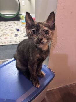 Evie -  Tortoiseshell Cat for Adoption - Evie | PetCurious
