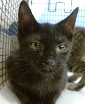 LINNET -  Domestic Short Hair Cat for Adoption in Doral, Florida - LINNET | PetCurious