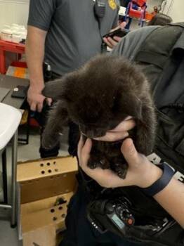 Domestic Short Hair Cats Available for Adoption - Jojo FKA Leo | PetCurious