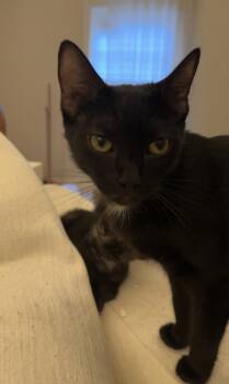 Sarafina -  Domestic Short Hair Cat for Adoption in Cuyahoga Falls, Ohio - Sarafina | PetCurious