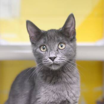 Rescue Domestic Short Hair Cats for Adoption in St. Petersburg, Florida - Randy | PetCurious