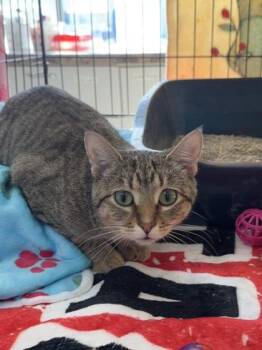 Sydney -  Domestic Short Hair Cat for Adoption in Manitowoc, Wisconsin - Sydney | PetCurious