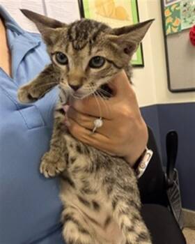 CHECKERS -  Domestic Short Hair Cat for Adoption in Doral, Florida - CHECKERS | PetCurious