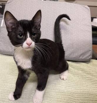TIA -  Domestic Short Hair Cat for Adoption in Modesto, California - TIA | PetCurious